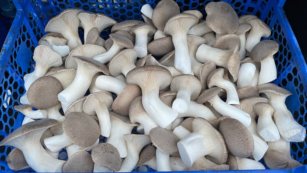 Bio Gourmet Kräuterseitlinge (King Oyster Mushrooms) - 1kg