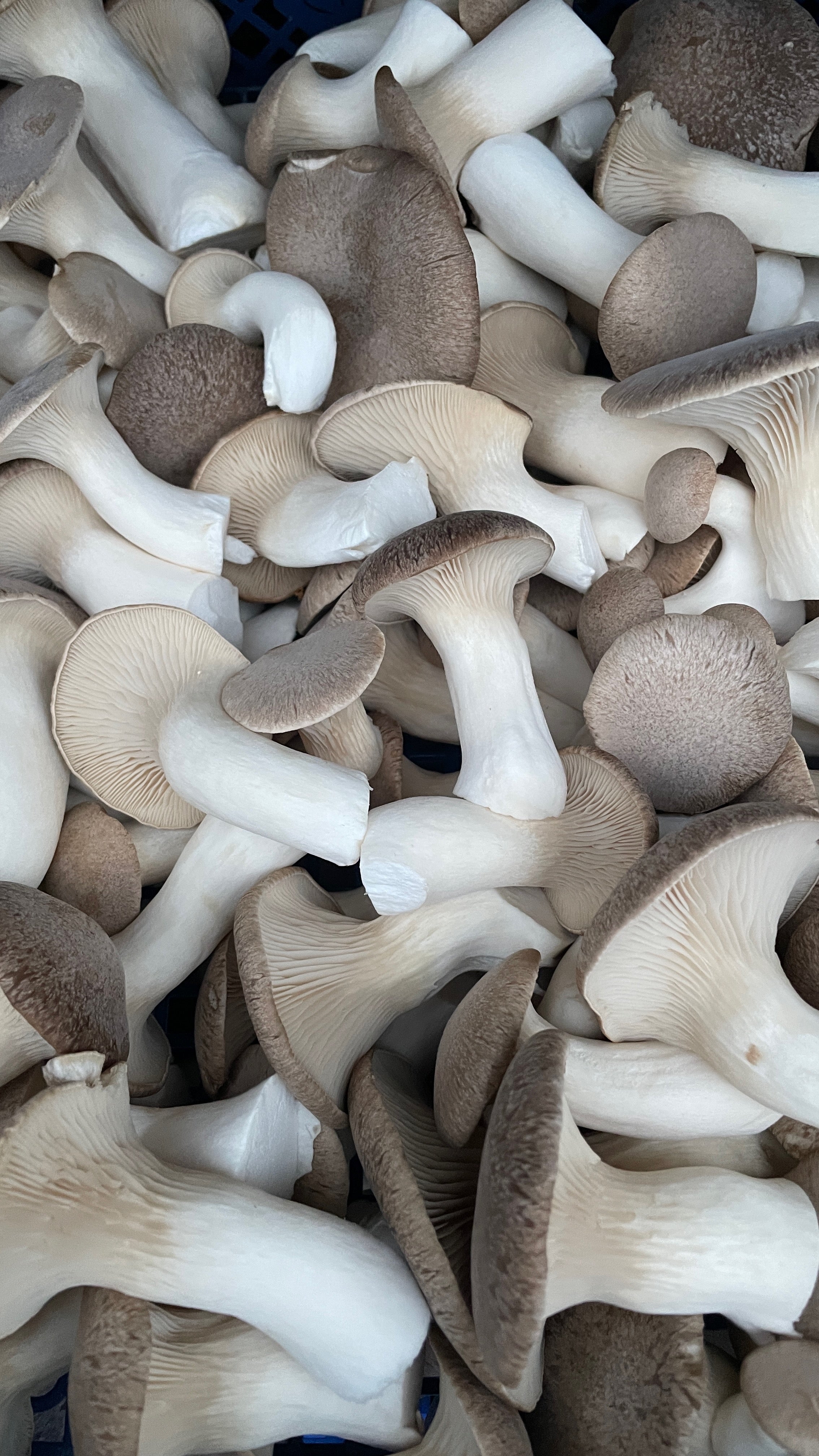 Bio Gourmet Kräuterseitlinge (King Oyster Mushrooms) - 1kg