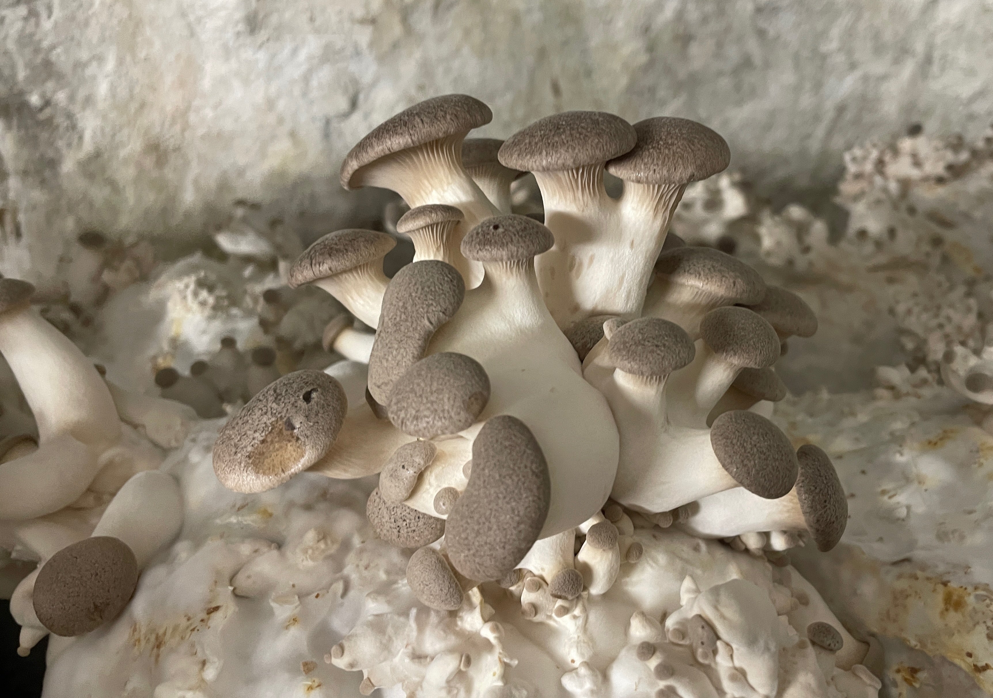 Bio Gourmet Kräuterseitlinge (King Oyster Mushrooms) - 1kg