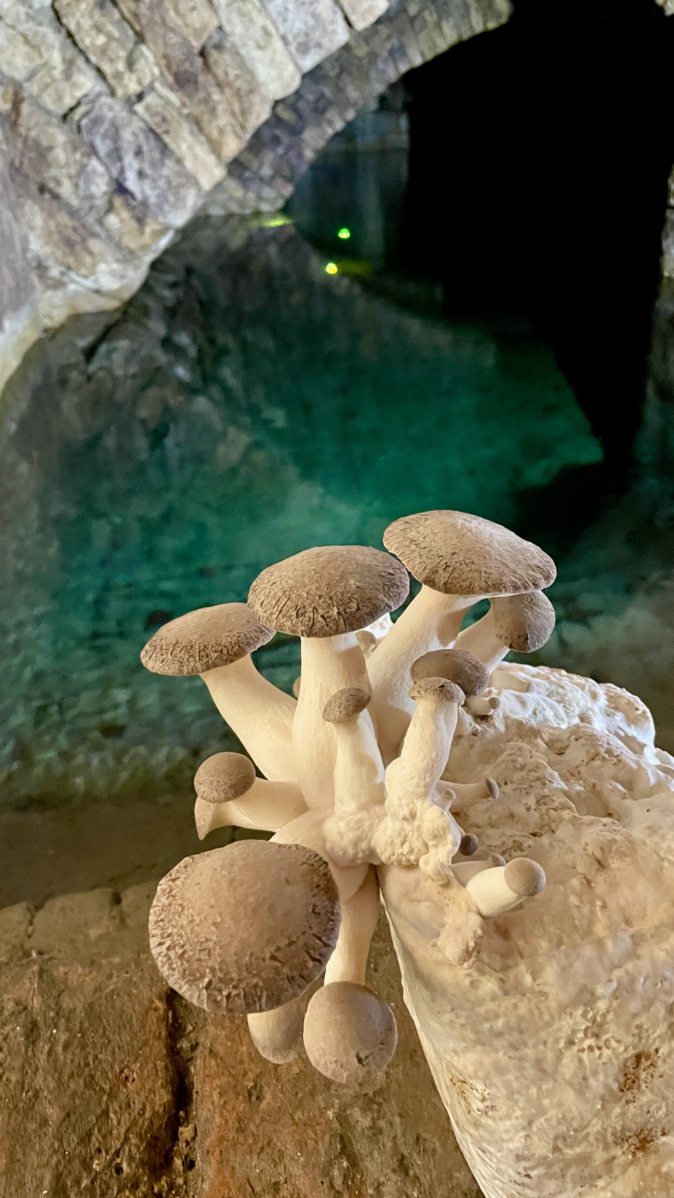 Bio Gourmet Kräuterseitlinge (King Oyster Mushrooms) - 1kg