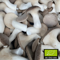 Bio Gourmet Kräuterseitlinge (King Oyster Mushrooms) - 1kg